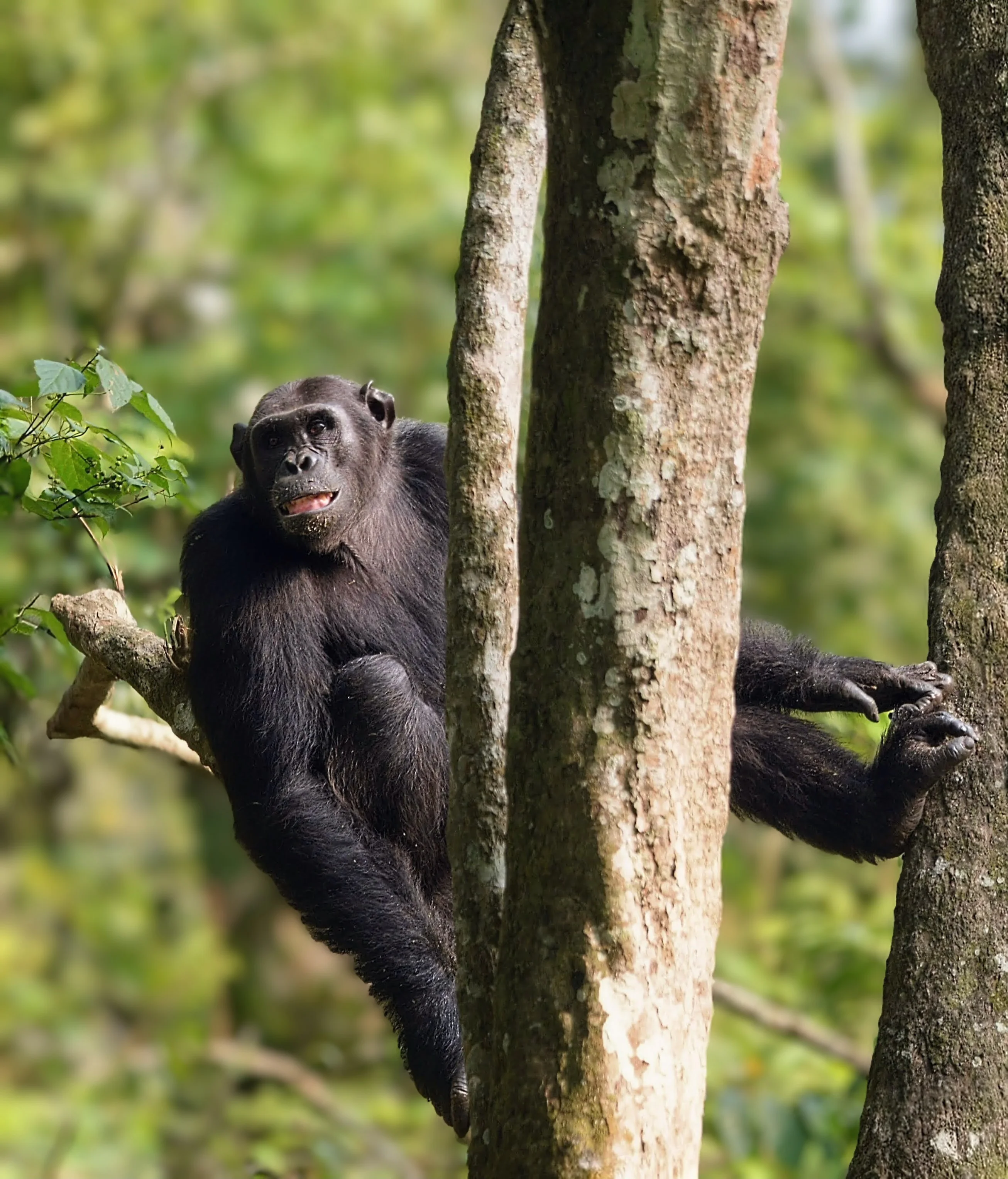 5-Days of Chimps & Queen Elizabeth